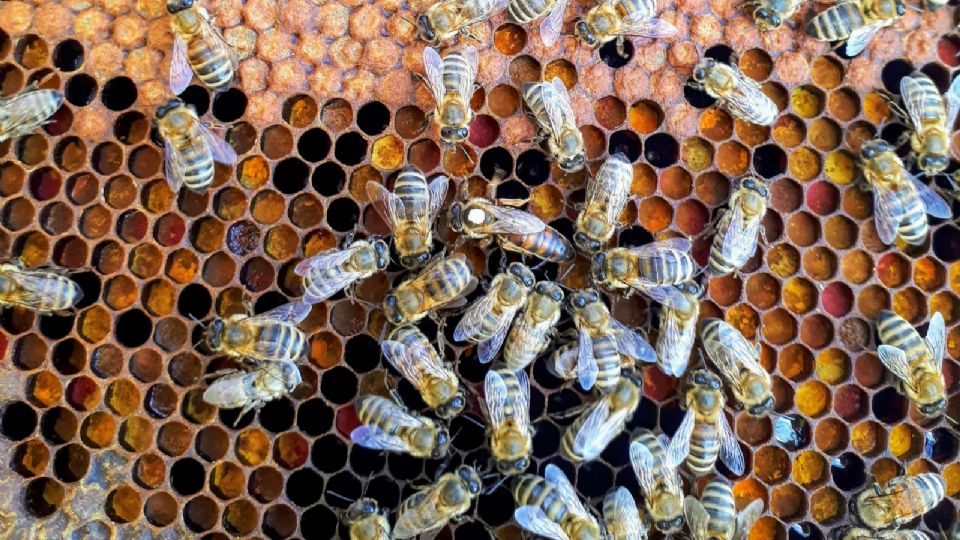 Una mujer de 52 años fue atacada por un enjambre de abejas y falleció