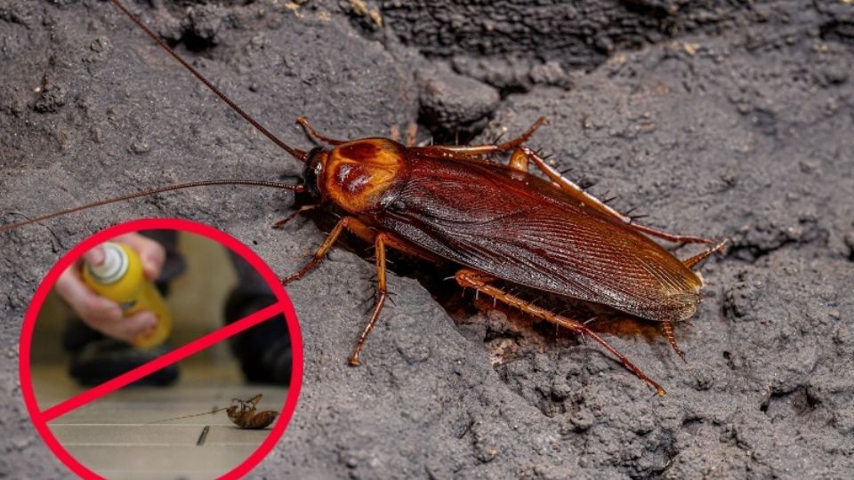 ¡Cuídate de la cucaracha alemana! Su alta resistencia a los químicos, y su pequeño tamaño, se volverán rápidamente en un dolor de cabeza en tu casa