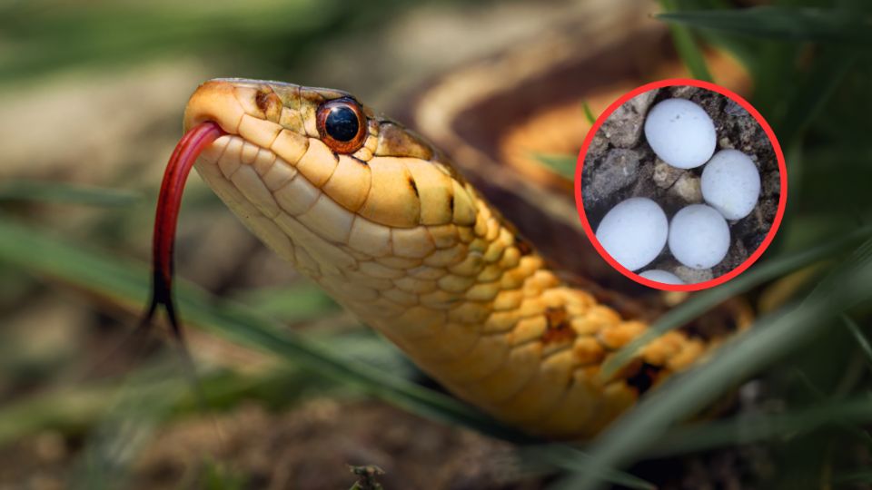 Huevos de serpiente