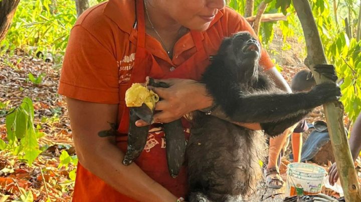 Monos aulladores: pobladores de Comalcalco acuden a su rescate