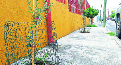 Piden tener cuidado al plantar árboles en la banqueta