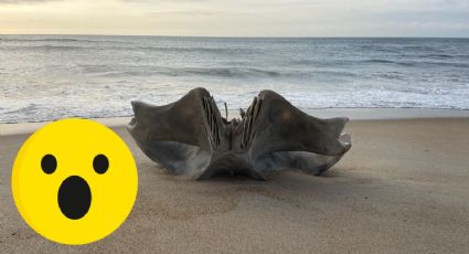 Bañistas descubren cráneo gigante de una criatura de 40 toneladas en playa de Estados Unidos