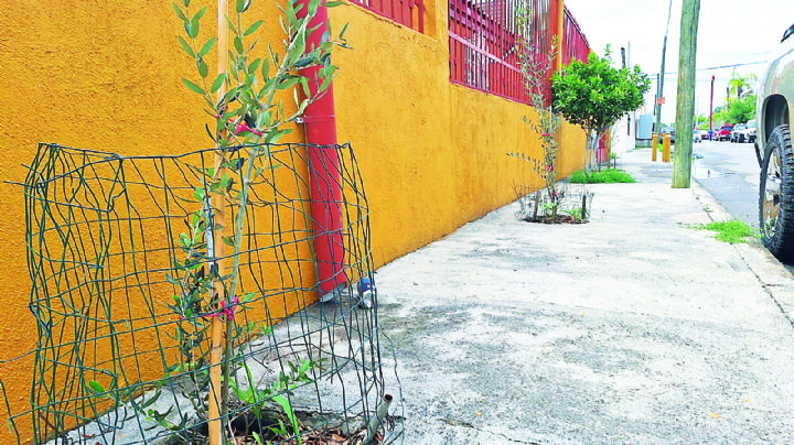 Piden tener cuidado al plantar árboles en la banqueta