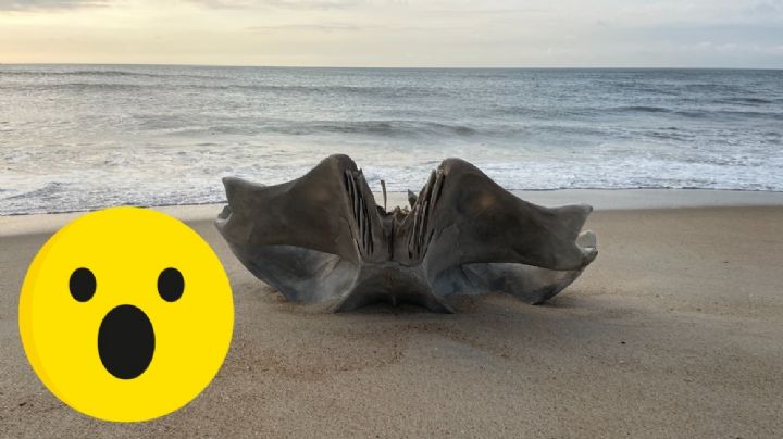 Bañistas descubren cráneo gigante de una criatura de 40 toneladas en playa de Estados Unidos