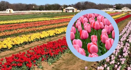 Texas Tulips: el paraíso floral donde puedes recolectar tus ramos; ¿dónde está y cuánto cobran?