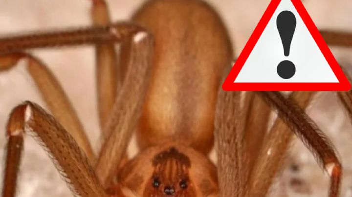 ¿Cómo ubicar y eliminar el nido de la araña violinista?