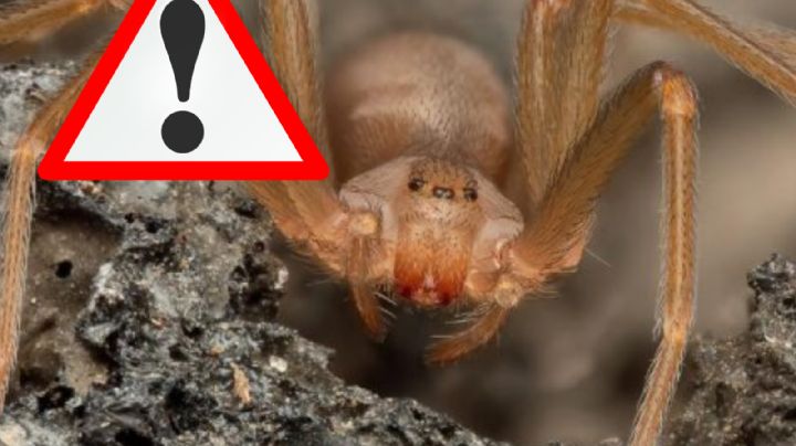 Araña violinista: estos son los estados de Mexico donde encontrarás más; ¿vives en uno de ellos?