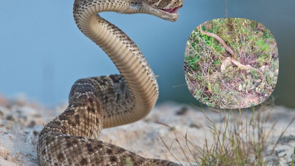 En unos cuantos días, empezarán a salir más serpientes y animales ponzoñosos