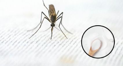 Con este remedio casero alejarás a los mosquitos durante la ola de calor 2024