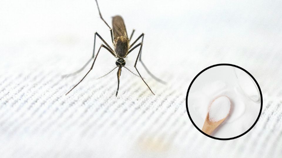 Despídete de los mosquitos con este remedio 100 por ciento casero