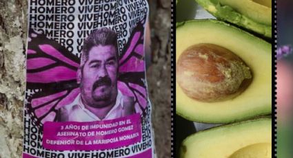 El guardián de las monarcas: por este motivo muchos ya no quieren comprar aguacate