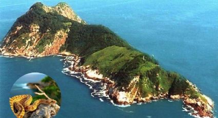 Esta es la isla más peligrosa del mundo; hay una serpiente por cada metro cuadrado