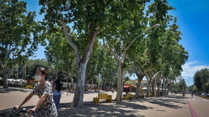 Ola de calor: lista de árboles que dan buena sombra y no levantan banquetas