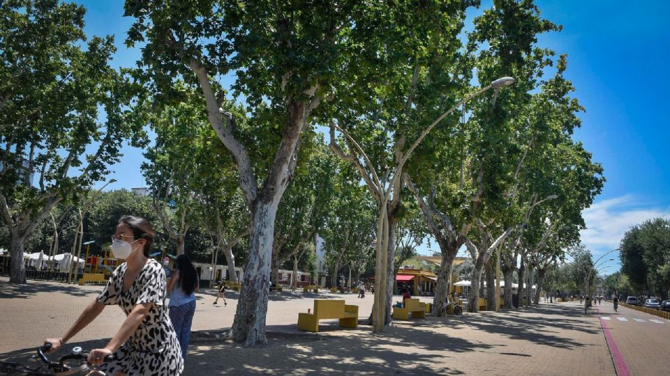 Baja la temperatura de tu casa con la alternativa correcta: plantando un frondoso árbol