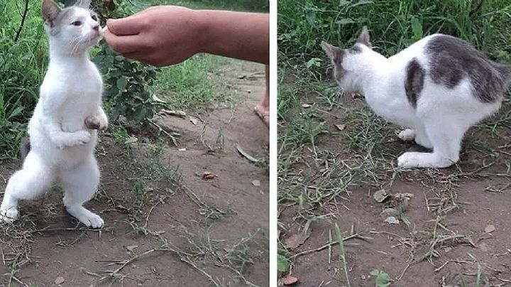 Los gatonejos: la verdad detrás del curioso híbrido, mezcla de gato y conejo | VIDEO