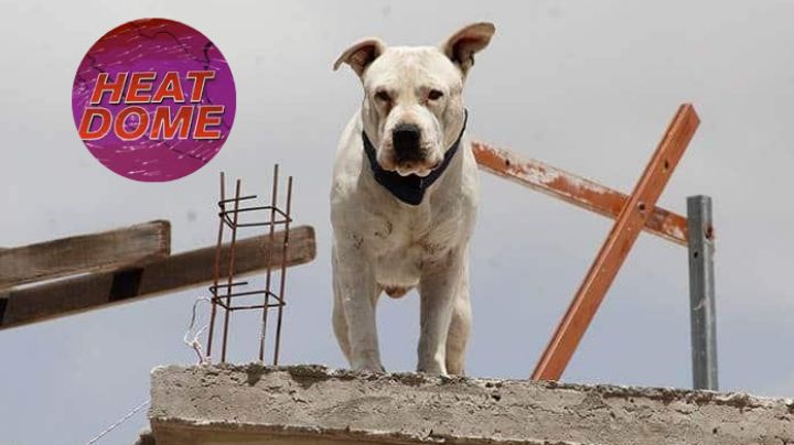 Ola de calor en México: esta es la multa por dejar a tu perro en la azotea