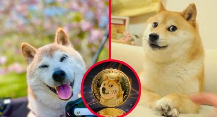 Muere Kabosu, la perrita del meme Doge; fue hasta la imagen de una criptomoneda