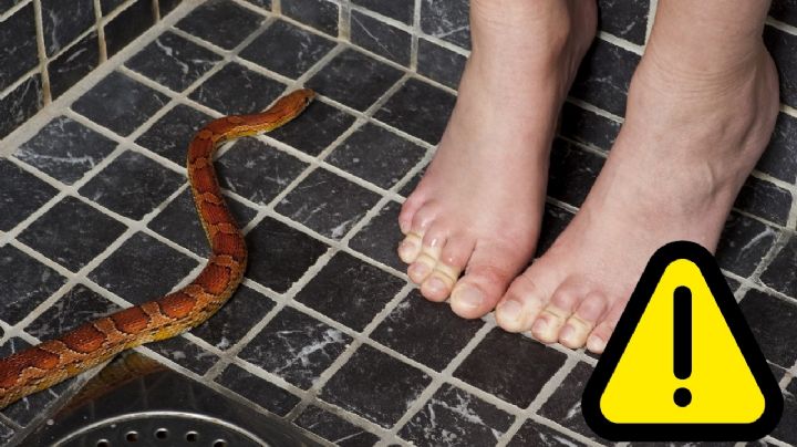 Alerta por serpientes en Texas: consejos para que estos animales no entren a tu casa