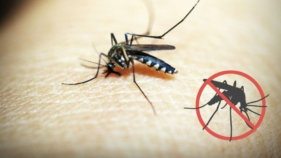 Tips caseros para alejar a los mosquitos durante la temporada de calor