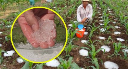 El 'Agua sólida' puede ayudar a tus plantas en sequía extrema