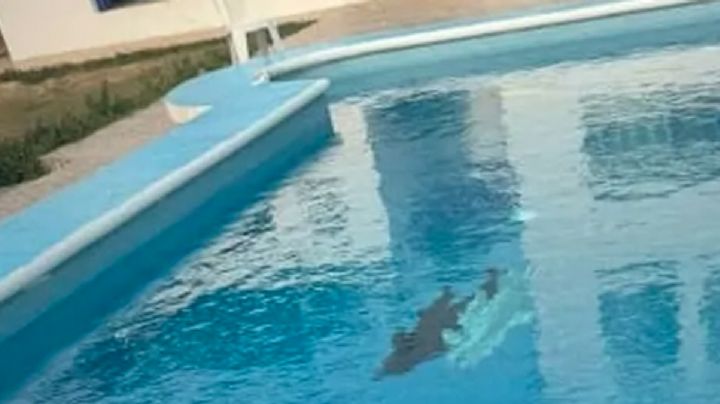 Joven regala agua de su alberca ante crisis hídrica en Tamaulipas