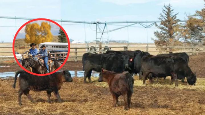 Muere ganadero y 34 vacas luego de ser alcanzados por un rayo