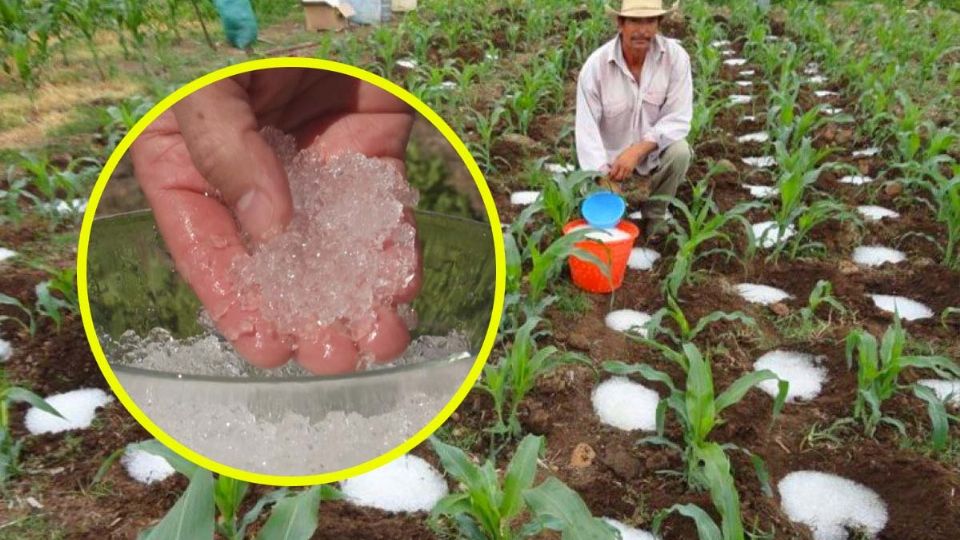 Cómo mantener hidratadas tus plantas con el 'agua sólida'