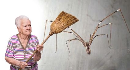 ¿Las arañas patonas son peligrosas? Esto significa si encuentras una en tu casa 