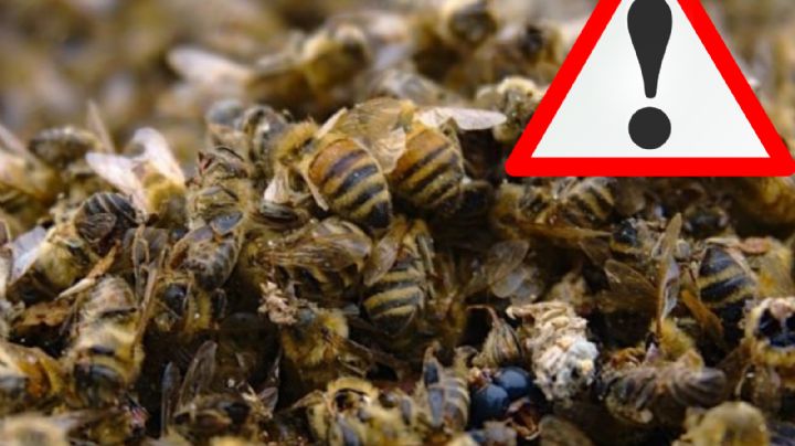 Muere hombre tras ser atacado por enjambre de abejas; estaba cerca de su casa