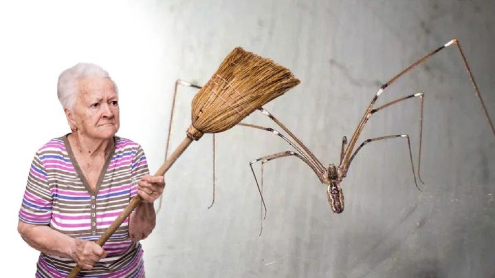¿Las arañas patonas son peligrosas? Esto significa si encuentras una en tu casa 