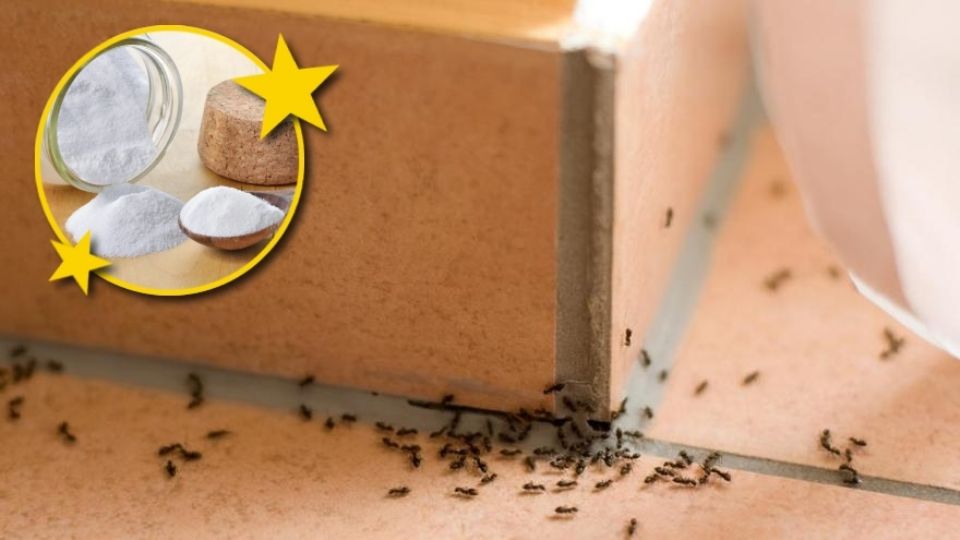 ¡Las abuelitas lo sabían desde siempre! Si no bastan los insecticidas, prueba con este remedio casero para intentar alejar a la plaga de hormigas