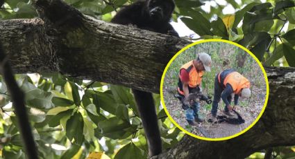 Por calor mueren más monos aulladores, ahora en Veracruz