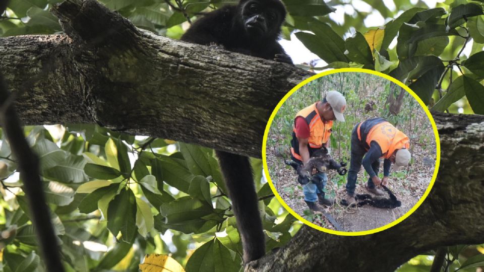 Más monos han perdido la vida a causa del calor