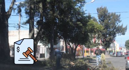 ¿Cuál es la multa para quienes corten o talen un árbol frente a su casa?