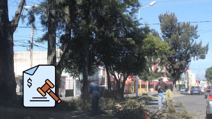 ¿Cuál es la multa para quienes corten o talen un árbol frente a su casa?