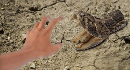 Víboras pueden morder después de muertas, por lo que debes cuidarte