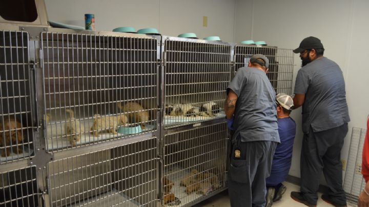 Entregarán vales para esterilizar mascotas en Laredo