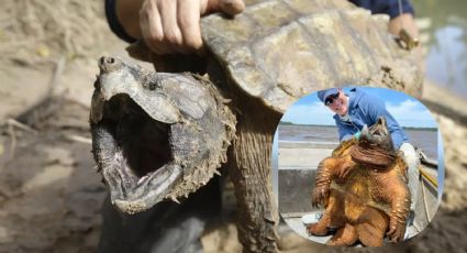 Capturan tortuga gigante en Texas; pesa más de 90 kilos