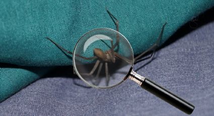 ¿Cómo saber si hay una araña violinista en mi casa?