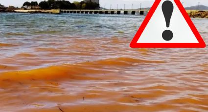 Cofepris emite alerta sanitaria por marea roja y moluscos con toxina en este estado