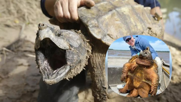 Capturan tortuga gigante en Texas; pesa más de 90 kilos
