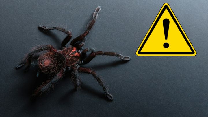 Estas son las arañas venenosas que habitan en México, ¿las has visto?