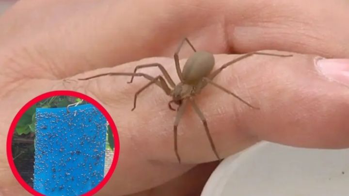 Elimina a la araña violinista de tu casa con esta trampa casera