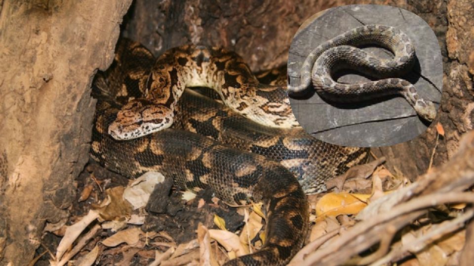 La serpiente de cascabel está por salir debido al calorón