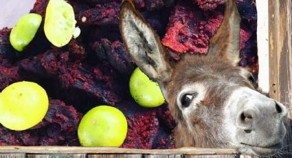 Lugar en México donde se come la carne de burro y caballo seca y enchilada