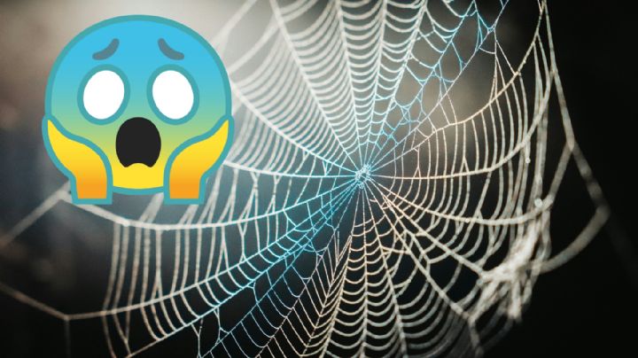 Estas son las arañas más comunes en México, ¿son peligrosas?