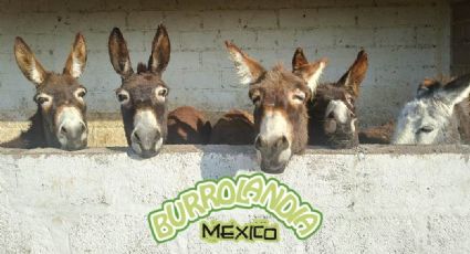 Burrolandia: el santuario que busca cuidar al burro de su extinción