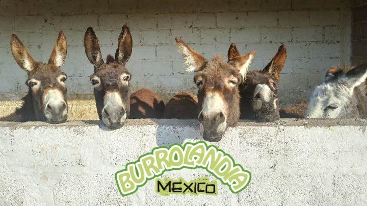 Burrolandia: el santuario que busca cuidar al burro de su extinción