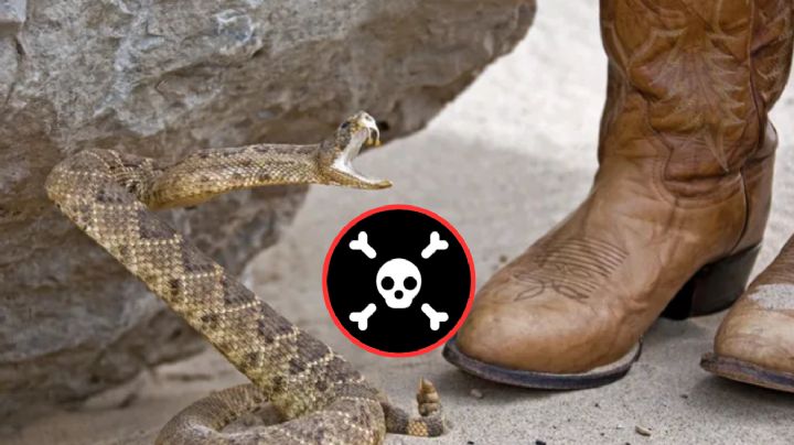 Serpiente de cascabel: no hagas esto en presencia de una o podrías morir