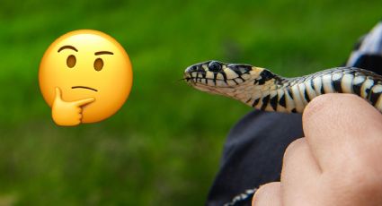 ¿Es legal tener una serpiente de mascota en México? Esto dicen las autoridades